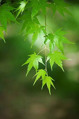 포토 JPG 주간 식물 계절 꽃 백그라운드 단풍 잎 꽃백그라운드 봄꽃 자연 단풍나무 나뭇잎 풍경 근접촬영 사람없음 야외 아웃포커스 봄 나뭇가지 국내포토 자연요소 나무 뷰포인트 촬영기법 생태계 파일형식