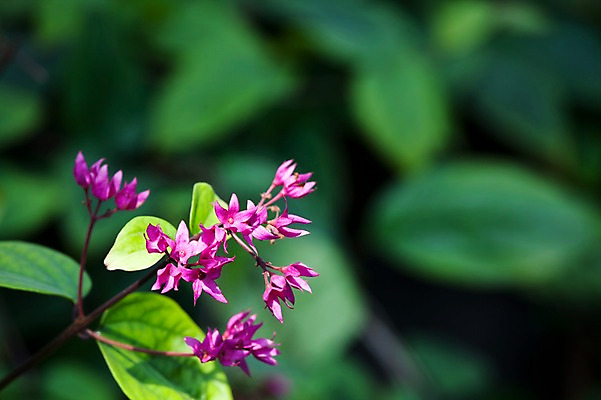 포토 JPG 주간 식물 계절 꽃 컬러 배경화면 백그라운드 잎 꽃백그라운드 봄꽃 자연 풍경 근접촬영 사람없음 야외 아웃포커스 보라색 봄 칼랑코에 국내포토 자연요소 뷰포인트 촬영기법 생태계 파일형식