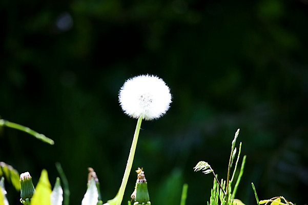 포토 JPG 주간 식물 계절 꽃 컬러 백그라운드 잎 꽃백그라운드 봄꽃 자연 씨앗 풍경 근접촬영 사람없음 야외 아웃포커스 봄 민들레홀씨 국내포토 자연요소 뷰포인트 촬영기법 민들레 생태계 파일형식
