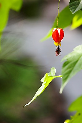 포토 JPG 주간 식물 계절 꽃 컬러 백그라운드 잎 꽃백그라운드 봄꽃 자연 풍경 근접촬영 사람없음 야외 아웃포커스 빨간색 봄 아부틸론 국내포토 자연요소 뷰포인트 촬영기법 생태계 파일형식