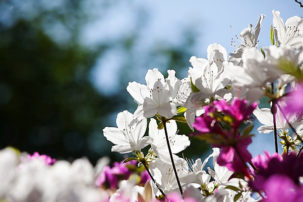포토 JPG 주간 식물 계절 꽃 컬러 배경화면 백그라운드 꽃백그라운드 봄꽃 자연 풍경 근접촬영 사람없음 야외 아웃포커스 보라색 봄 흰색 철쭉 국내포토 자연요소 뷰포인트 촬영기법 생태계 파일형식