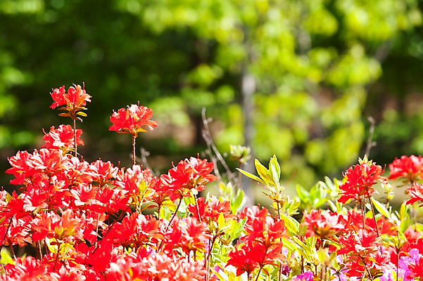 포토 JPG 주간 나무 식물 계절 꽃 컬러 백그라운드 잎 꽃백그라운드 봄꽃 자연 풍경 근접촬영 사람없음 야외 아웃포커스 빨간색 봄 진달래 국내포토 자연요소 뷰포인트 촬영기법 생태계 파일형식