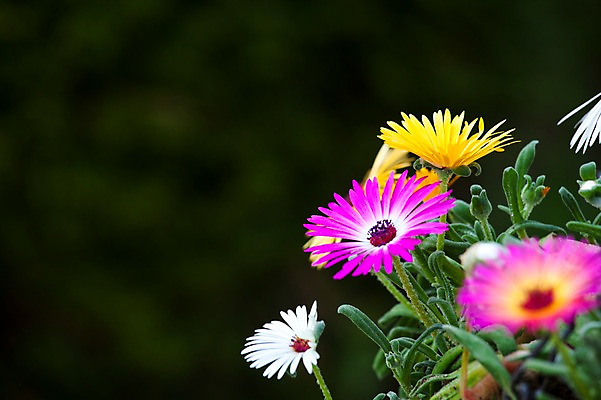 포토 JPG 주간 식물 계절 꽃 컬러 백그라운드 꽃백그라운드 봄꽃 자연 풍경 근접촬영 사람없음 야외 아웃포커스 노란색 보라색 봄 흰색 채송화 국내포토 자연요소 뷰포인트 촬영기법 생태계 파일형식