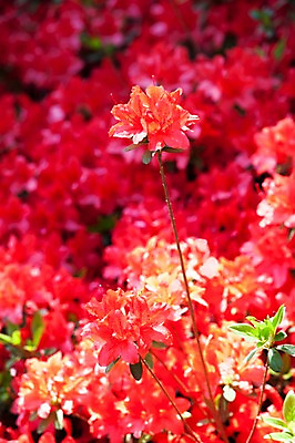 포토 JPG 주간 식물 계절 꽃 컬러 백그라운드 잎 꽃백그라운드 봄꽃 자연 풍경 근접촬영 사람없음 야외 아웃포커스 빨간색 봄 진달래 국내포토 자연요소 뷰포인트 촬영기법 생태계 파일형식