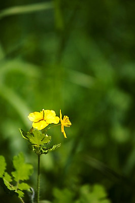 포토 JPG 주간 식물 계절 꽃 컬러 백그라운드 잎 꽃백그라운드 봄꽃 자연 풍경 근접촬영 사람없음 야외 아웃포커스 노란색 봄 애기똥풀 국내포토 자연요소 뷰포인트 촬영기법 생태계 파일형식