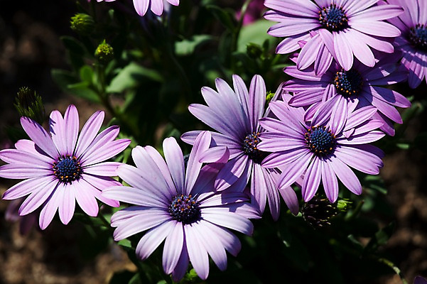포토 JPG 주간 식물 계절 꽃 컬러 배경화면 백그라운드 잎 꽃백그라운드 봄꽃 자연 풍경 근접촬영 사람없음 야외 아웃포커스 보라색 봄 데이지 국내포토 자연요소 뷰포인트 촬영기법 생태계 파일형식
