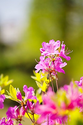 포토 JPG 주간 식물 계절 꽃 컬러 백그라운드 잎 꽃백그라운드 봄꽃 자연 풍경 근접촬영 사람없음 야외 아웃포커스 보라색 봄 철쭉 국내포토 자연요소 뷰포인트 촬영기법 생태계 파일형식