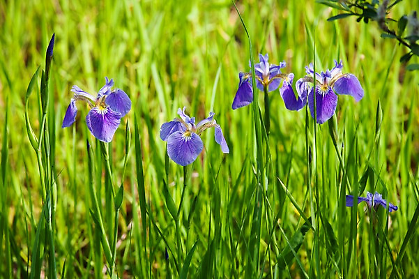 포토 JPG 주간 식물 계절 꽃 컬러 백그라운드 잎 꽃백그라운드 봄꽃 자연 풍경 근접촬영 사람없음 야외 아웃포커스 보라색 봄 각시붓꽃 국내포토 자연요소 뷰포인트 촬영기법 생태계 파일형식