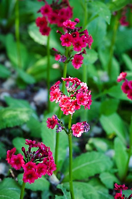 포토 JPG 주간 식물 계절 꽃 컬러 백그라운드 잎 꽃백그라운드 봄꽃 자연 풍경 근접촬영 사람없음 야외 아웃포커스 빨간색 봄 칼랑코에 국내포토 자연요소 뷰포인트 촬영기법 생태계 파일형식