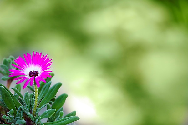 포토 JPG 주간 식물 계절 꽃 컬러 배경화면 백그라운드 잎 꽃백그라운드 봄꽃 자연 풍경 근접촬영 사람없음 야외 아웃포커스 보라색 봄 채송화 국내포토 자연요소 뷰포인트 촬영기법 생태계 파일형식