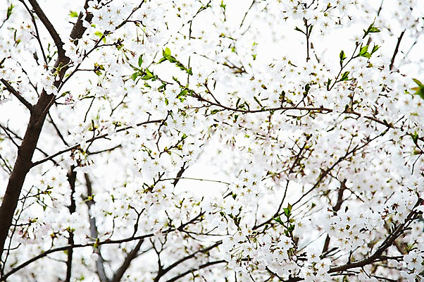 포토 JPG 주간 나무 식물 계절 꽃 컬러 백그라운드 잎 꽃백그라운드 봄꽃 자연 풍경 근접촬영 사람없음 야외 아웃포커스 봄 벚꽃 흰색 나뭇가지 벚나무 국내포토 자연요소 뷰포인트 촬영기법 생태계 파일형식