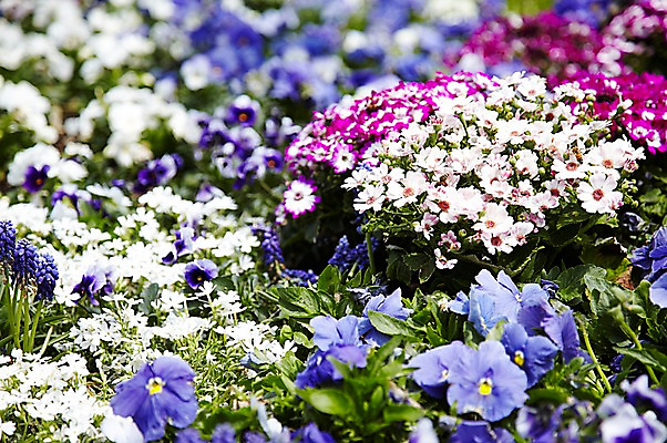 포토 JPG 주간 식물 계절 꽃 컬러 백그라운드 잎 꽃백그라운드 봄꽃 자연 풍경 근접촬영 사람없음 야외 아웃포커스 보라색 봄 흰색 자주색 수국 국내포토 자연요소 뷰포인트 촬영기법 생태계 파일형식