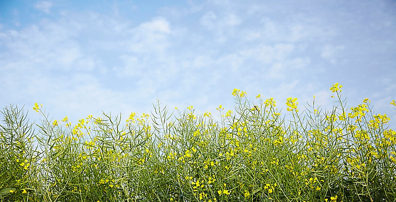 포토 JPG 주간 식물 구름 계절 꽃 컬러 백그라운드 잎 꽃밭 꽃백그라운드 봄꽃 자연 하늘 풍경 근접촬영 사람없음 야외 아웃포커스 노란색 봄 유채 국내포토 자연요소 뷰포인트 촬영기법 생태계 파일형식