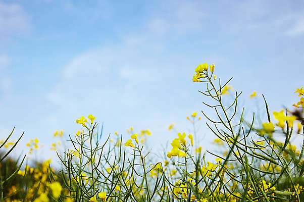 포토 JPG 주간 식물 구름 계절 꽃 컬러 배경화면 백그라운드 잎 꽃밭 꽃백그라운드 봄꽃 자연 하늘 풍경 근접촬영 사람없음 야외 아웃포커스 노란색 봄 유채 국내포토 자연요소 뷰포인트 촬영기법 생태계 파일형식