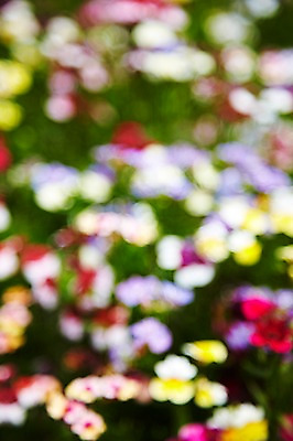 포토 JPG 주간 식물 계절 꽃 컬러 백그라운드 꽃백그라운드 봄꽃 자연 풍경 근접촬영 사람없음 야외 아웃포커스 컬러풀 봄 수국 국내포토 자연요소 뷰포인트 촬영기법 생태계 파일형식