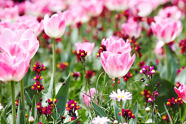 포토 JPG 주간 식물 계절 꽃 분홍색 컬러 배경화면 백그라운드 잎 꽃백그라운드 봄꽃 자연 풍경 근접촬영 사람없음 야외 아웃포커스 봄 튤립 국내포토 자연요소 뷰포인트 촬영기법 생태계 파일형식