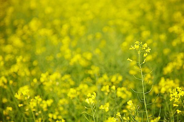 포토 JPG 주간 식물 계절 꽃 컬러 백그라운드 잎 꽃밭 꽃백그라운드 봄꽃 자연 풍경 근접촬영 사람없음 야외 아웃포커스 노란색 봄 유채 국내포토 자연요소 뷰포인트 촬영기법 생태계 파일형식