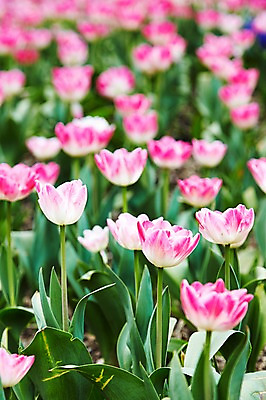 포토 JPG 주간 식물 계절 꽃 분홍색 컬러 백그라운드 잎 꽃백그라운드 봄꽃 자연 풍경 근접촬영 사람없음 야외 아웃포커스 봄 튤립 국내포토 자연요소 뷰포인트 촬영기법 생태계 파일형식