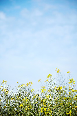 포토 JPG 주간 식물 구름 계절 꽃 컬러 백그라운드 잎 꽃밭 꽃백그라운드 봄꽃 자연 하늘 풍경 근접촬영 사람없음 야외 아웃포커스 노란색 봄 유채 국내포토 자연요소 뷰포인트 촬영기법 생태계 파일형식