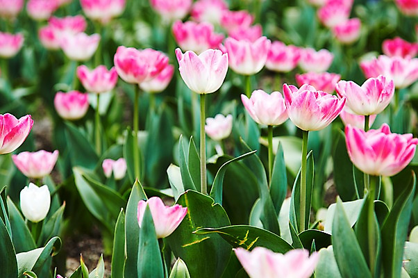 포토 JPG 주간 식물 계절 꽃 분홍색 컬러 백그라운드 잎 꽃백그라운드 봄꽃 자연 풍경 근접촬영 사람없음 야외 아웃포커스 봄 튤립 국내포토 자연요소 뷰포인트 촬영기법 생태계 파일형식