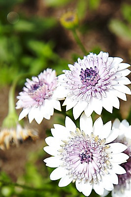 포토 JPG 주간 식물 계절 꽃 컬러 백그라운드 잎 꽃백그라운드 봄꽃 자연 국화 풍경 근접촬영 사람없음 야외 아웃포커스 봄 흰색 국내포토 자연요소 뷰포인트 촬영기법 생태계 파일형식