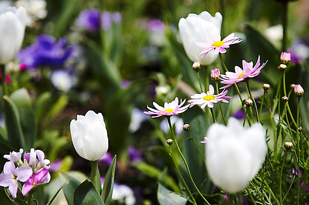 포토 JPG 주간 식물 계절 꽃 분홍색 컬러 백그라운드 잎 꽃백그라운드 봄꽃 자연 풍경 근접촬영 사람없음 야외 아웃포커스 봄 튤립 흰색 개미취 국내포토 자연요소 뷰포인트 촬영기법 생태계 파일형식
