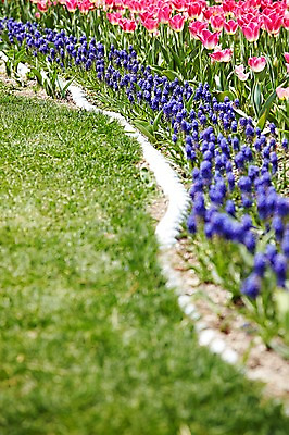 포토 JPG 주간 식물 계절 꽃 분홍색 컬러 백그라운드 잎 꽃밭 꽃백그라운드 봄꽃 자연 풍경 근접촬영 잔디 사람없음 야외 아웃포커스 보라색 봄 튤립 풀 무스카리 국내포토 자연요소 뷰포인트 촬영기법 생태계 파일형식