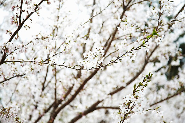 포토 JPG 주간 나무 식물 계절 꽃 컬러 백그라운드 잎 꽃백그라운드 봄꽃 자연 풍경 근접촬영 사람없음 야외 아웃포커스 봄 벚꽃 흰색 나뭇가지 벚나무 국내포토 자연요소 뷰포인트 촬영기법 생태계 파일형식