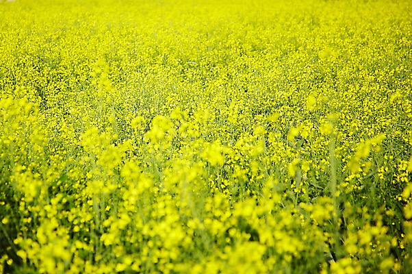 포토 JPG 주간 식물 계절 꽃 컬러 백그라운드 잎 꽃밭 꽃백그라운드 봄꽃 자연 풍경 근접촬영 사람없음 야외 아웃포커스 노란색 봄 유채 국내포토 자연요소 뷰포인트 촬영기법 생태계 파일형식