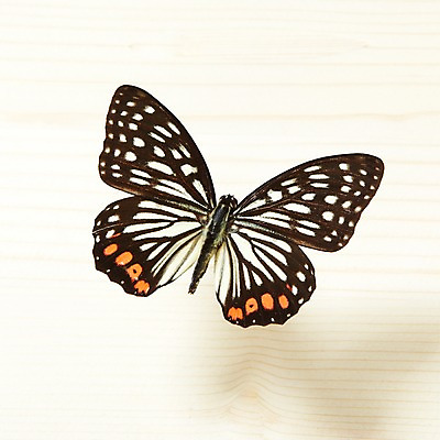 포토 JPG 동물 한마리 계절 나비 곤충 백그라운드 무늬 자연 실내 사람없음 봄 호랑나비 국내포토 1 내부 생태계 파일형식