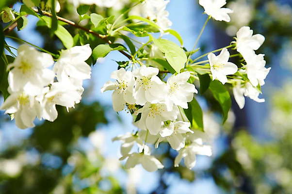 포토 JPG 주간 나무 식물 계절 꽃 컬러 백그라운드 잎 꽃백그라운드 봄꽃 자연 풍경 근접촬영 사람없음 야외 아웃포커스 봄 벚꽃 흰색 나뭇가지 벚나무 국내포토 자연요소 뷰포인트 촬영기법 생태계 파일형식