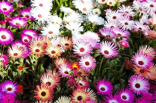 포토 JPG 주간 식물 계절 꽃 컬러 배경화면 백그라운드 잎 꽃백그라운드 봄꽃 자연 풍경 근접촬영 사람없음 야외 아웃포커스 컬러풀 봄 채송화 국내포토 자연요소 뷰포인트 촬영기법 생태계 파일형식