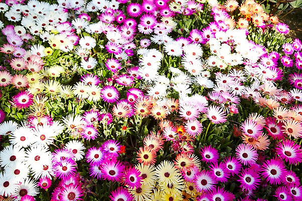 포토 JPG 주간 식물 계절 꽃 컬러 백그라운드 꽃백그라운드 봄꽃 자연 풍경 근접촬영 사람없음 야외 아웃포커스 컬러풀 봄 채송화 국내포토 자연요소 뷰포인트 촬영기법 생태계 파일형식