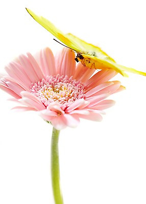 포토 JPG 식물 동물 한마리 계절 꽃 분홍색 컬러 나비 곤충 백그라운드 꽃백그라운드 봄꽃 자연 실내 누끼 근접촬영 사람없음 노란색 봄 거베라 국내포토 1 뷰포인트 내부 생태계 파일형식