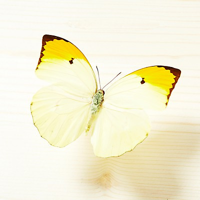 포토 JPG 동물 한마리 계절 나비 곤충 백그라운드 무늬 자연 실내 사람없음 봄 국내포토 1 내부 생태계 파일형식