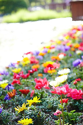 포토 JPG 주간 식물 계절 꽃 컬러 백그라운드 잎 꽃백그라운드 봄꽃 자연 풍경 근접촬영 사람없음 야외 아웃포커스 컬러풀 봄 채송화 국내포토 자연요소 뷰포인트 촬영기법 생태계 파일형식