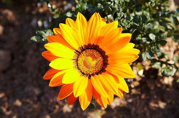 포토 JPG 주간 식물 계절 꽃 컬러 백그라운드 잎 꽃백그라운드 봄꽃 자연 풍경 근접촬영 사람없음 야외 아웃포커스 노란색 봄 국내포토 자연요소 뷰포인트 촬영기법 생태계 파일형식