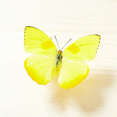 포토 JPG 동물 한마리 계절 나비 곤충 백그라운드 무늬 자연 실내 사람없음 봄 국내포토 1 내부 생태계 파일형식