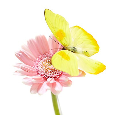 포토 JPG 식물 동물 한마리 계절 꽃 분홍색 컬러 나비 곤충 백그라운드 꽃백그라운드 봄꽃 자연 실내 누끼 근접촬영 사람없음 노란색 봄 거베라 국내포토 1 뷰포인트 내부 생태계 파일형식