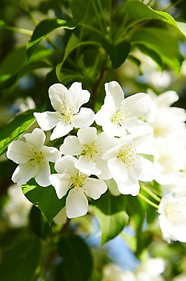 포토 JPG 주간 식물 계절 꽃 컬러 백그라운드 꽃백그라운드 봄꽃 자연 풍경 근접촬영 사람없음 야외 아웃포커스 봄 국내포토 자연요소 뷰포인트 촬영기법 생태계 파일형식