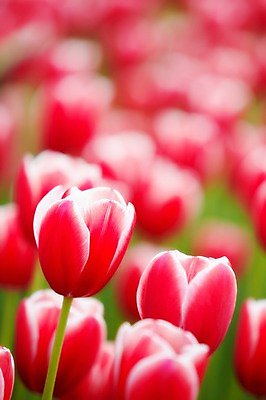 포토 JPG 주간 식물 계절 꽃 컬러 백그라운드 꽃백그라운드 봄꽃 자연 풍경 근접촬영 사람없음 야외 아웃포커스 빨간색 봄 튤립 국내포토 자연요소 뷰포인트 촬영기법 생태계 파일형식