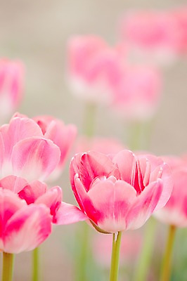 포토 JPG 주간 식물 계절 꽃 분홍색 컬러 백그라운드 꽃백그라운드 봄꽃 자연 풍경 근접촬영 사람없음 야외 아웃포커스 봄 튤립 국내포토 자연요소 뷰포인트 촬영기법 생태계 파일형식