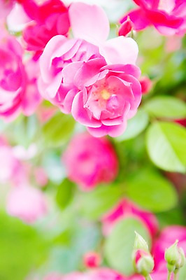 포토 JPG 주간 식물 계절 꽃 분홍색 컬러 백그라운드 잎 꽃백그라운드 봄꽃 자연 풍경 근접촬영 사람없음 야외 아웃포커스 장미 봄 국내포토 자연요소 뷰포인트 촬영기법 생태계 파일형식