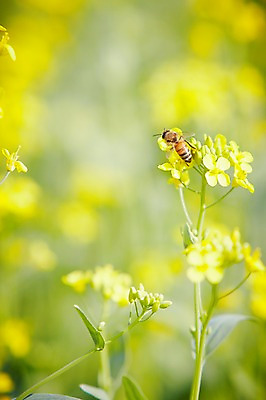 포토 JPG 주간 식물 동물 계절 꽃 컬러 곤충 백그라운드 꽃백그라운드 봄꽃 자연 풍경 근접촬영 사람없음 야외 아웃포커스 노란색 봄 벌 조팝나무 국내포토 자연요소 나무 뷰포인트 촬영기법 생태계 파일형식