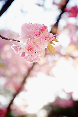 포토 JPG 주간 나무 식물 계절 꽃 분홍색 컬러 백그라운드 잎 꽃백그라운드 봄꽃 자연 풍경 근접촬영 사람없음 야외 아웃포커스 봄 벚꽃 나뭇가지 벚나무 겹벚꽃 국내포토 자연요소 뷰포인트 촬영기법 생태계 파일형식