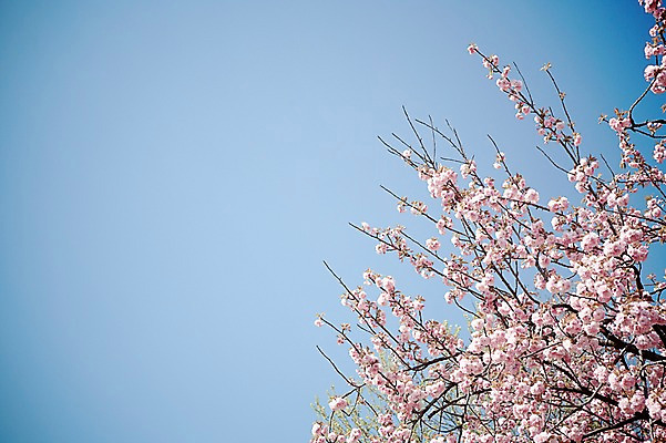 포토 JPG 주간 나무 식물 계절 꽃 분홍색 컬러 백그라운드 꽃백그라운드 봄꽃 자연 하늘 풍경 근접촬영 사람없음 야외 아웃포커스 봄 나뭇가지 벚나무 국내포토 자연요소 뷰포인트 촬영기법 벚꽃 생태계 파일형식