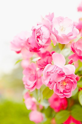 포토 JPG 주간 식물 계절 꽃 분홍색 컬러 백그라운드 잎 꽃백그라운드 봄꽃 자연 풍경 근접촬영 사람없음 야외 아웃포커스 장미 봄 국내포토 자연요소 뷰포인트 촬영기법 생태계 파일형식