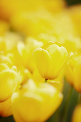 포토 JPG 주간 식물 계절 꽃 컬러 백그라운드 꽃밭 꽃백그라운드 봄꽃 자연 풍경 근접촬영 사람없음 야외 아웃포커스 노란색 봄 튤립 국내포토 자연요소 뷰포인트 촬영기법 생태계 파일형식