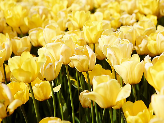 포토 JPG 주간 식물 계절 꽃 컬러 백그라운드 꽃밭 꽃백그라운드 봄꽃 자연 풍경 근접촬영 사람없음 야외 아웃포커스 노란색 봄 튤립 국내포토 자연요소 뷰포인트 촬영기법 생태계 파일형식