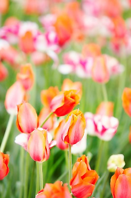포토 JPG 주간 식물 계절 꽃 분홍색 컬러 백그라운드 꽃밭 꽃백그라운드 봄꽃 자연 풍경 근접촬영 사람없음 야외 아웃포커스 봄 튤립 국내포토 자연요소 뷰포인트 촬영기법 생태계 파일형식